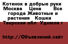 Котенок в добрые руки. Москва. › Цена ­ 5 - Все города Животные и растения » Кошки   . Тверская обл.,Удомля г.